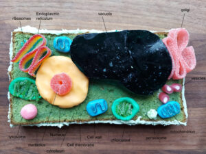 candy model of a plant cell